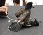 Bulbul