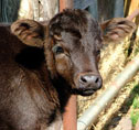 GadhimaiMela