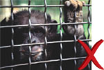 cagedchimp