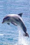 dolphin