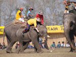 elephantpolo
