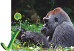 freechimp