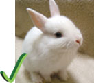 freerabbit