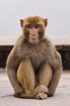 monkey