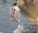 A cow eats one of the plastic bags discarded by Hindu devotees in River Ganges in Allahabad, India, Monday, Nov. 12, 2007. Hundreds of cows die every year when they choke on plastic bags while trying to eat vegetable waste stuffed in the garbage according to environmental experts. (AP Photo/Rajesh Kumar Singh)