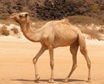 Camel